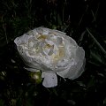 Duchesse de Nemours #kwiaty #ogródek #peonie #róże