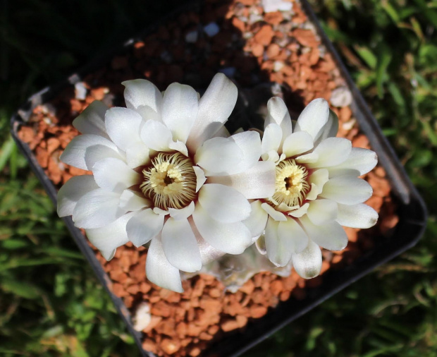 Gymnocalycium quehlianum