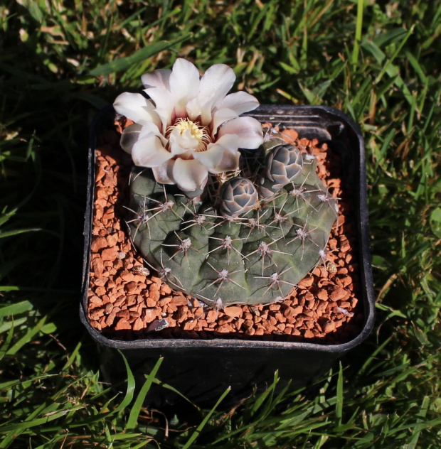 Gymnocalycium quehlianum v. rolfianum