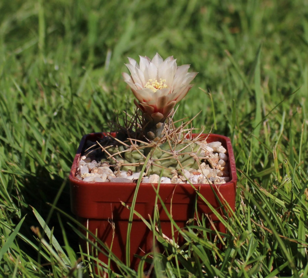 Gymnocalycium ochoterenae v. scoparium GN 98/245