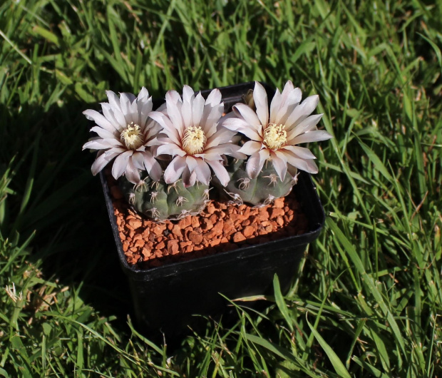 Gymnocalycium stellatum v. flavispinum STO 416