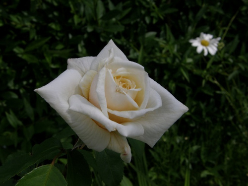 IKS #kwiaty #ogród #róże