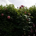 Coral Dawn #kwiaty #ogród #róże