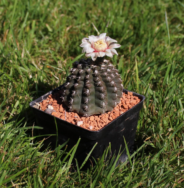 Gymnocalycium spec. BS 604/03