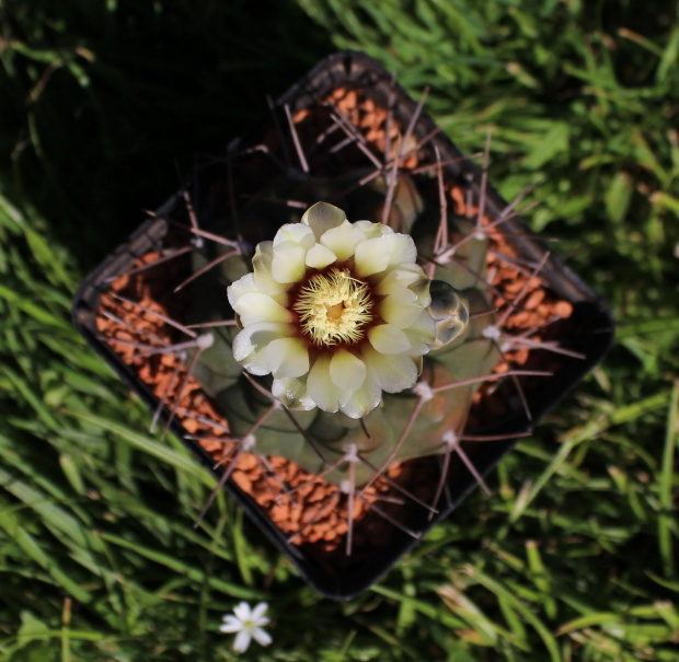 Gymnocalycium rhodantherum STO 511