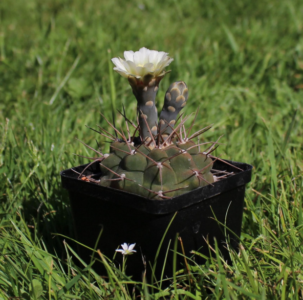 Gymnocalycium rhodantherum STO 511