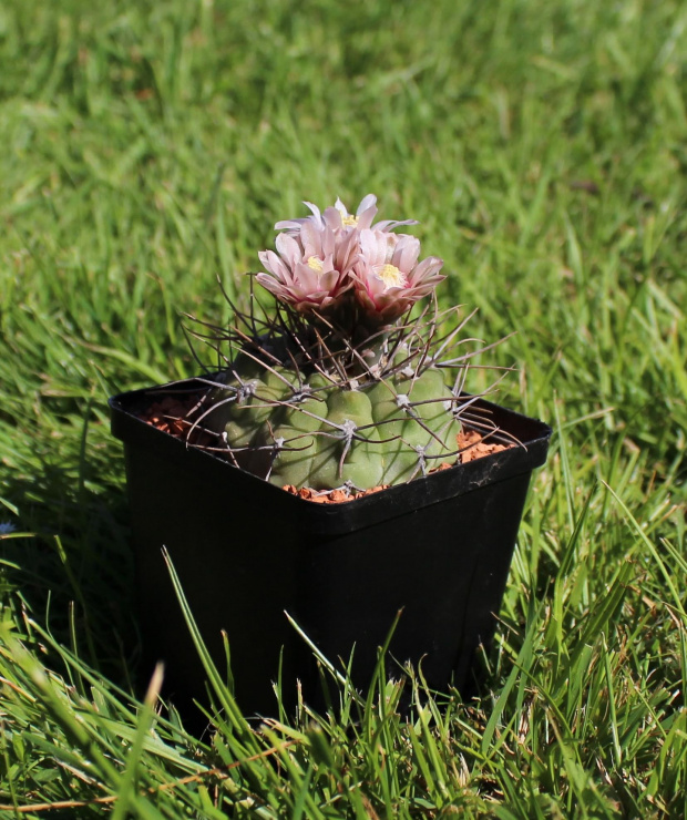 Gymnocalycium ochoterenae v. polygonum