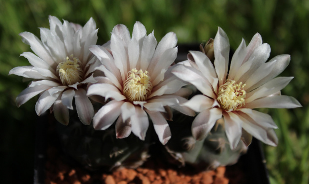 Gymnocalycium stellatum v. flavispinum STO 416