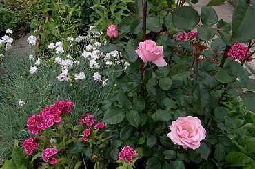 Queen Elisabeth #kwiaty #ogród #róże