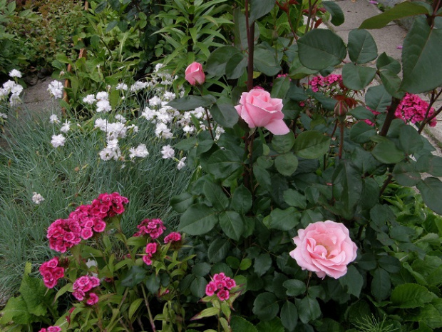 Queen Elisabeth #kwiaty #ogród #róże
