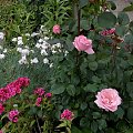 Queen Elisabeth #kwiaty #ogród #róże