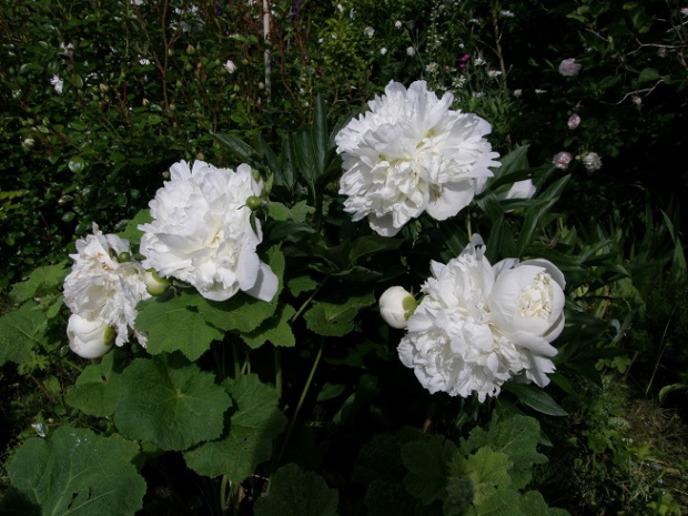 Duchesse de Nemours #kwiaty #ogród #róże