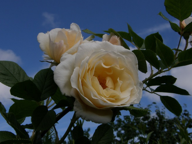 Uetersen Kloster Rose #kwiaty #ogród #róże