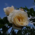 Uetersen Kloster Rose #kwiaty #ogród #róże