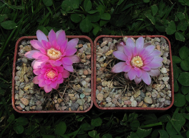 Gymnocalycium neuhuberii LB 289