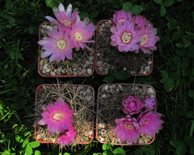 Gymnocalycium neuhuberii GN 77/363