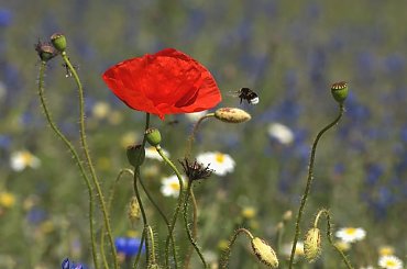 #bzyk #Ciuchcia #czerwiec #Fotmart #Fotosik #Karlino #Kołobrzeg #Lokomotywa #maki #motylek #parowóz #Pirat #WMoimObiektywie #WojciechWrzesień