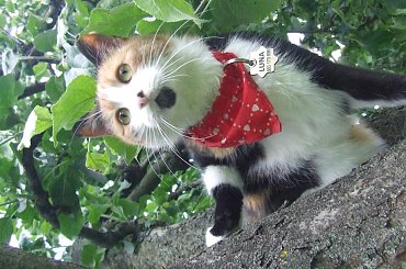 Lu #kot #koty #kwiatki #lilie