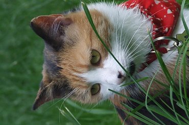 Lu #kot #koty #kwiatki #lilie