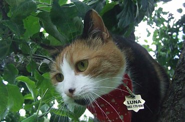 Lu #kot #koty #kwiatki #lilie