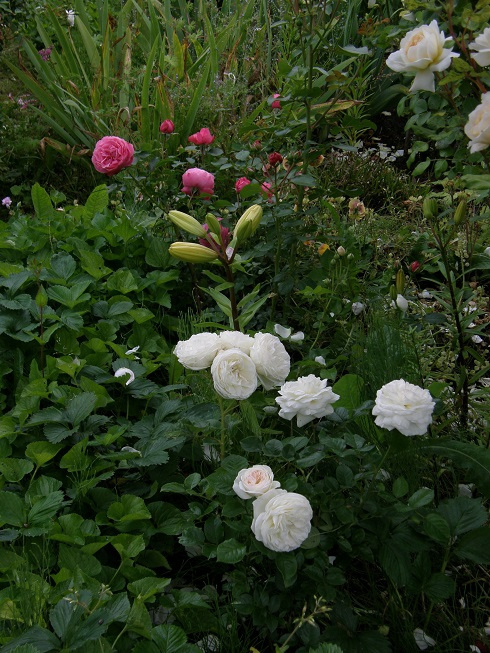 Artemis i Warwick Castle #kwiaty #odród #róże