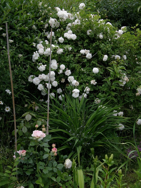 Mme Plantier #kwiaty #odród #róże