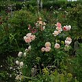 Abraham DArby #kwiaty #ogród #róże