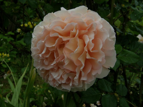 Abraham DArby #kwiaty #ogród #róże
