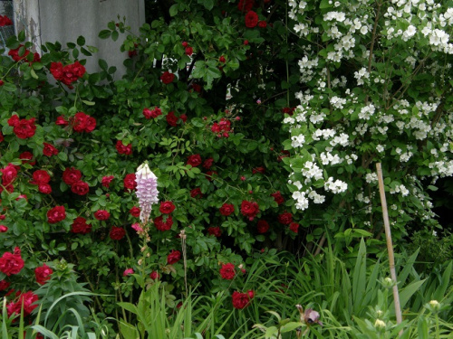 Flamentanz #kwiaty #ogród #róże