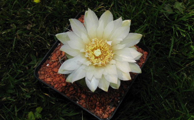 Gymnocalycium oehmeanum