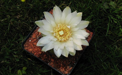 Gymnocalycium oehmeanum