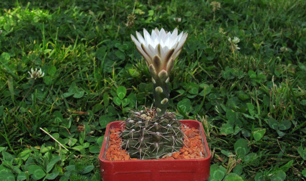 Gymnocalycium gaponii JL 417