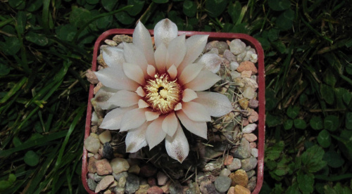 Gymnocalycium stellatum STO 117