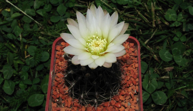 Gymnocalycium gaponii JL 417