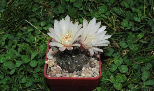 Gymnocalycium taningaense JO 310