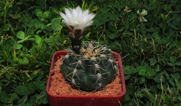 Gymnocalycium amerhauseri