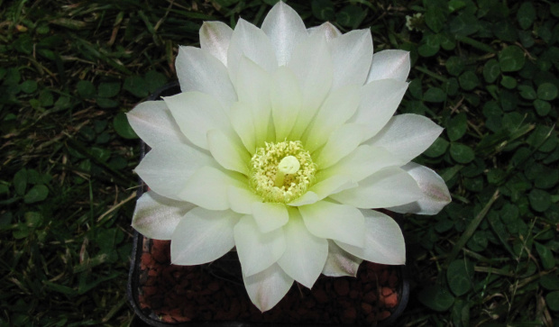 Gymnocalycium gibbosum v. fenellii