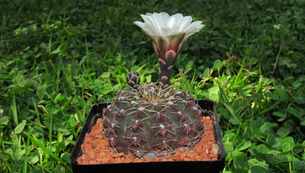 Gymnocalycium stellatum