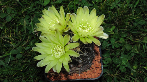 Gymnocalycium schroederianum v. bayense