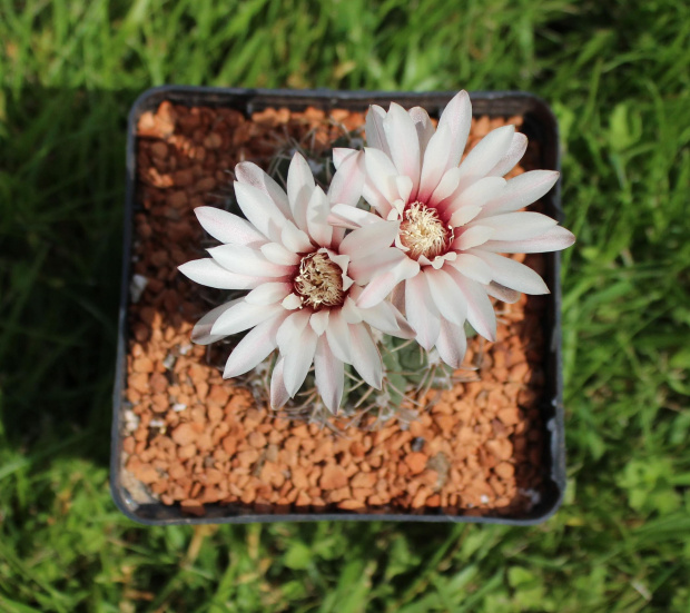 Gymnocalycium stellatum