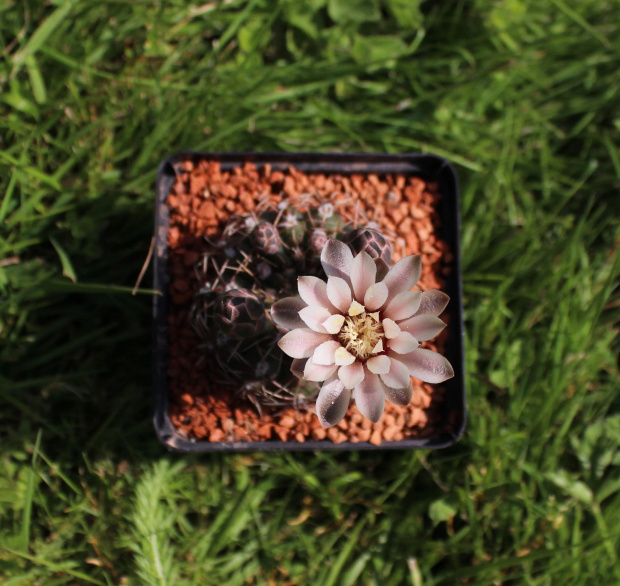 Gymnocalycium bodenbenderianum L 531