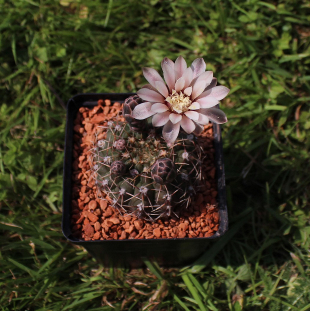 Gymnocalycium bodenbenderianum L 531