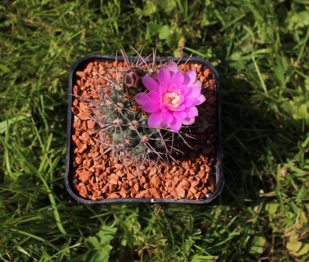 Gymnocalycium neuhuberii JO 779