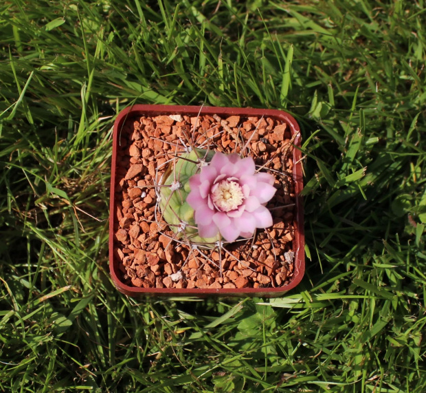 Gymnocalycium kroenleinii WR 805