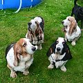 bassety