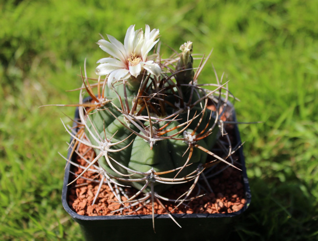 Gymnocalycium mazanense v. polycephalum