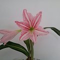 Hippeastrum Reticulatum #Retikulatum