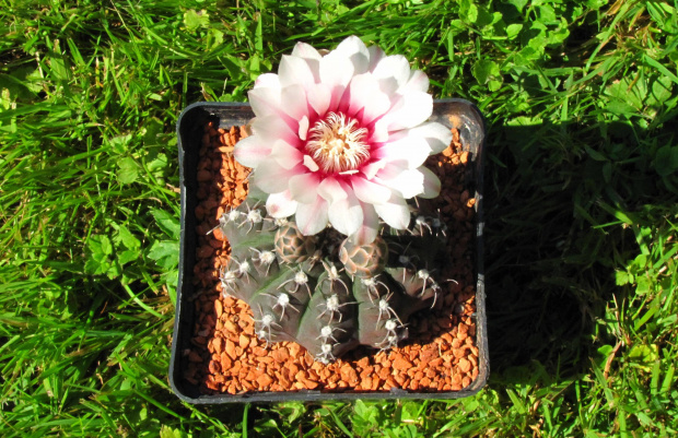 Gymnocalycium altagraciense P 119