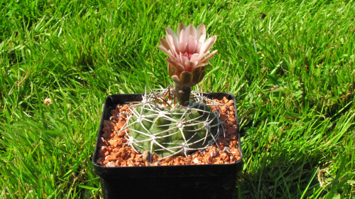 Gymnocalycium pugianacanthum VS 52