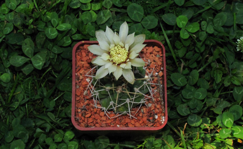 Gymnocalycium capillaense